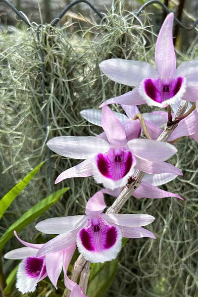 Dendrobium anosmum 4N (Selection)