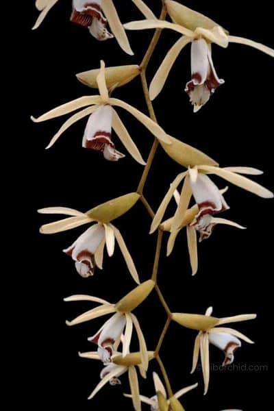 Coelogyne rochussenii