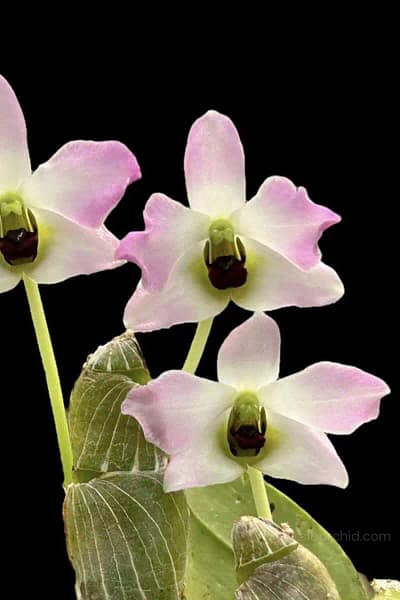 Dendrobium trantuanii Siborchid.com sib orchid