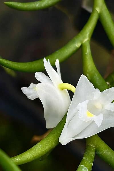 Dendrobium setifolium