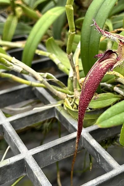 Bulbophyllum fascinator
