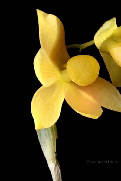 Dendrobium chrysocrepis