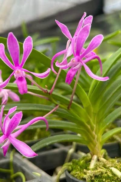 Neofinetia falcata 'Koto' x 'Shutennou', Pink