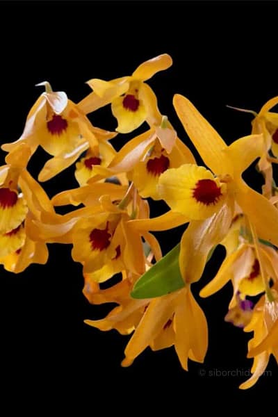 dendrobium chanthaboon sunrise Dendrobium lamyaiae × Dendrobium friedericksianum