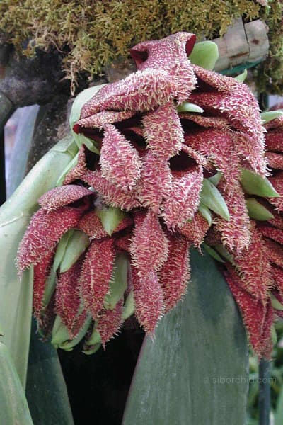Bulbophyllum phalaenopsis for sale