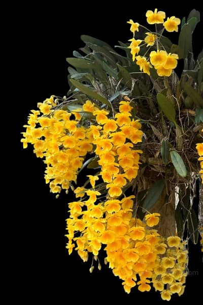 dendrobium lindleyi