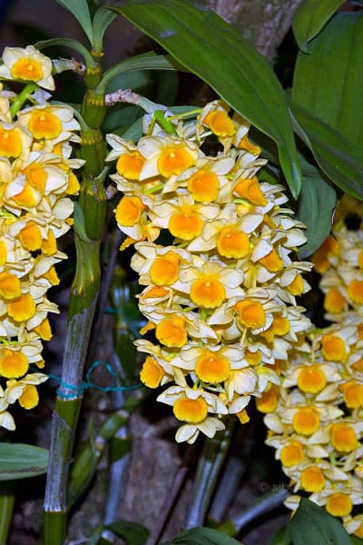 Dendrobium densiflorum