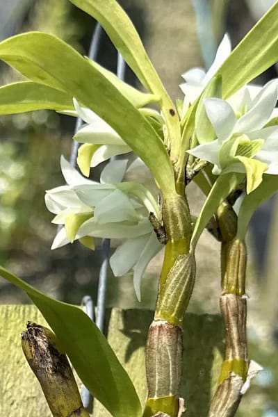 Dendrobium scabrilingue (Medium Size)