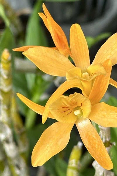 Dendrobium Hybrid unicum
