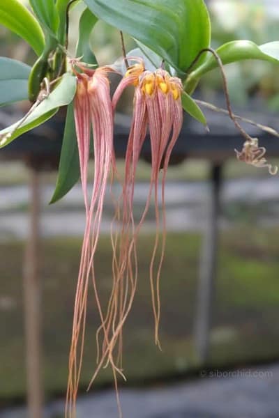 Bulbophyllum longissimum