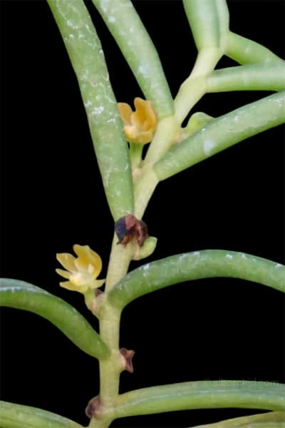 Adenoncos parviflora