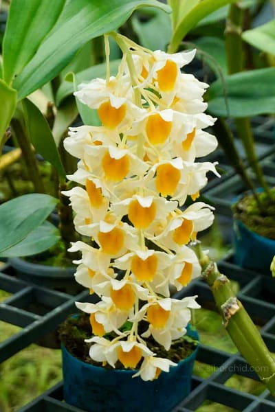 Dendrobium densiflorum