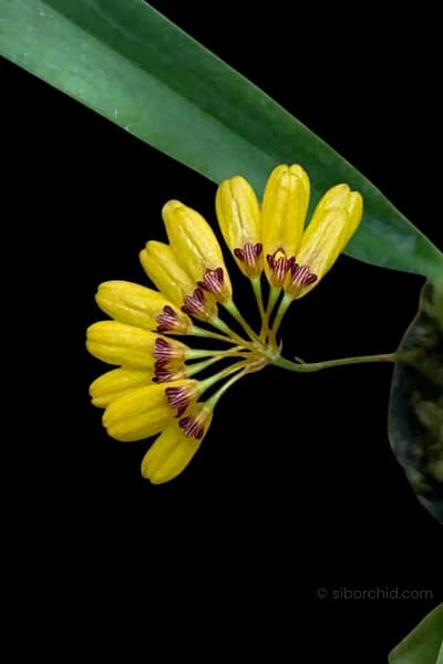 Bulbophyllum retusiusculum