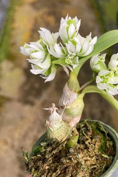 Dendrobium peguanum Alba