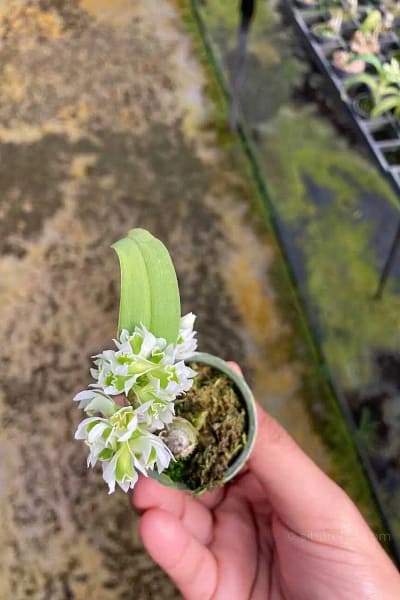 Dendrobium peguanum Alba