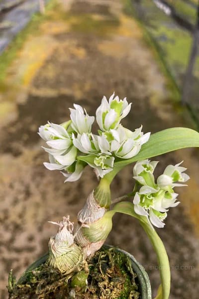 Dendrobium peguanum Alba