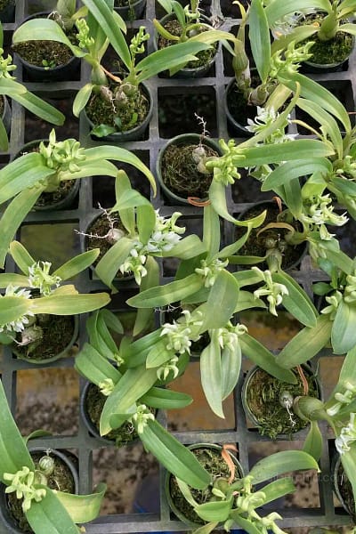 Dendrobium peguanum Alba