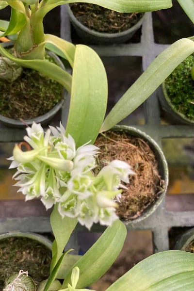 Dendrobium peguanum Alba