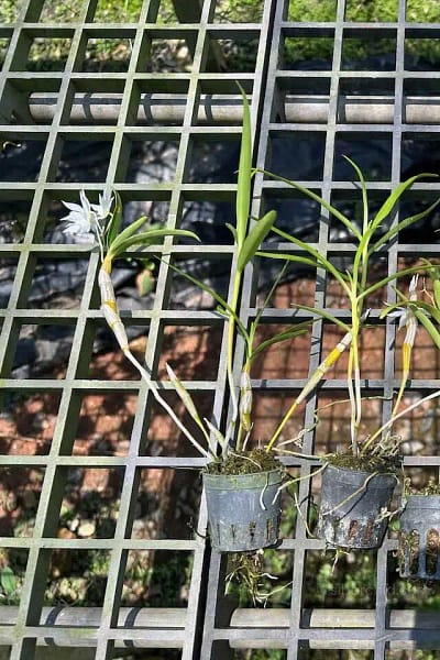 Dendrobium hercoglossum alba