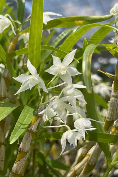 Dendrobium hercoglossum alba
