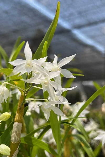 Dendrobium hercoglossum alba
