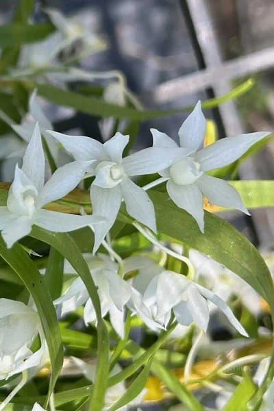 Dendrobium hercoglossum alba