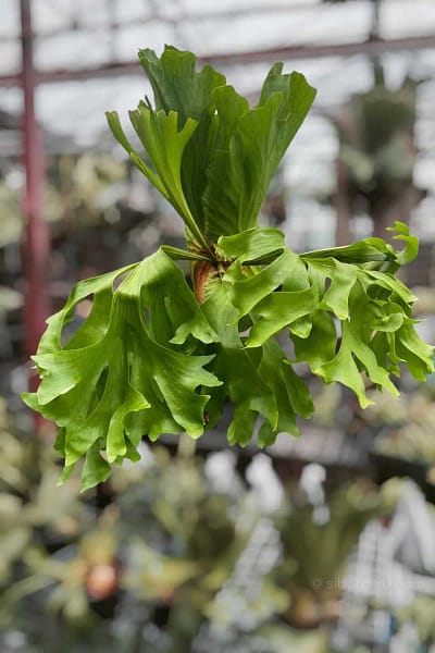 Platycerium
