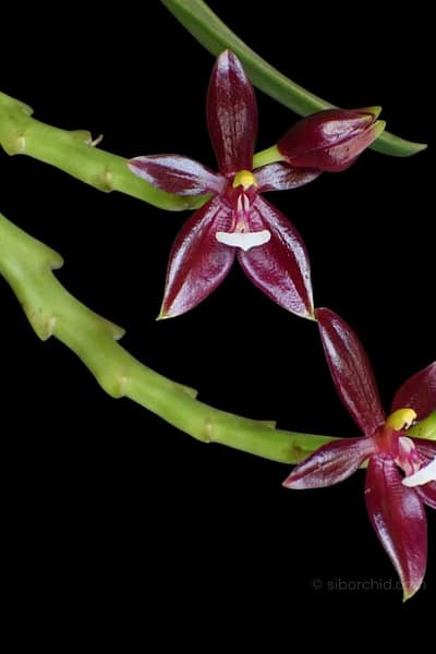 Phalaenopsis