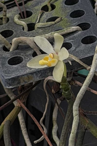 Thrixspermum filiforme