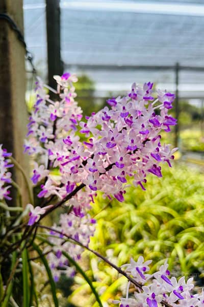 Seidenfadenia