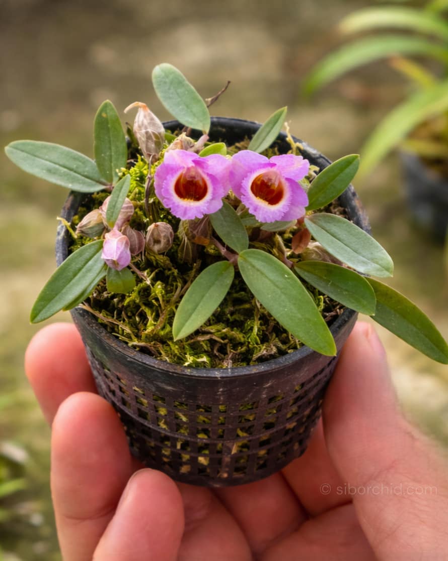 Dendrobium fuscifaucium 10 Plants - Dendrobium fuscifaucium