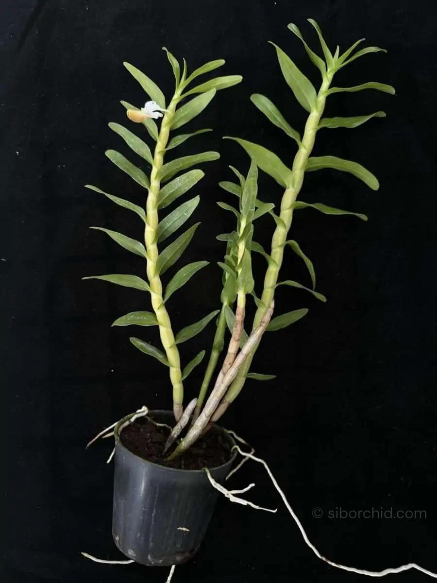 Dendrobium ellipsophyllum