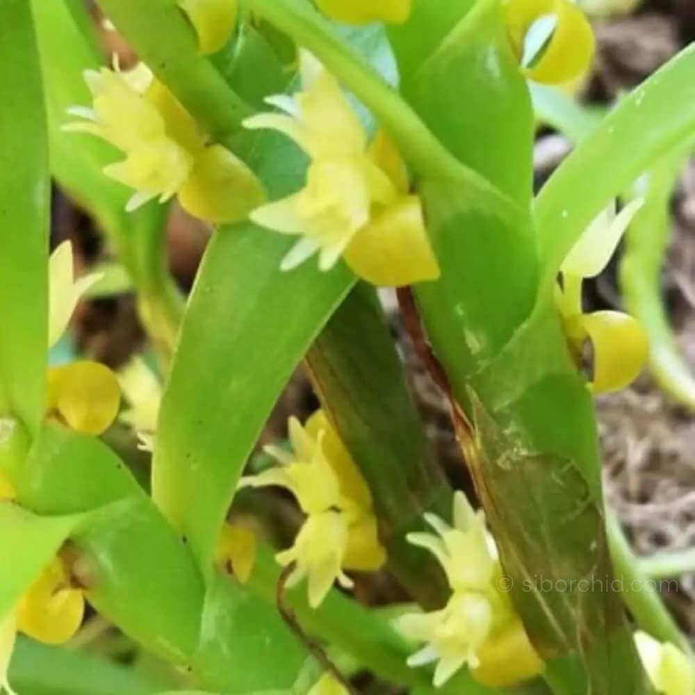 Eria biflora - Image 4
