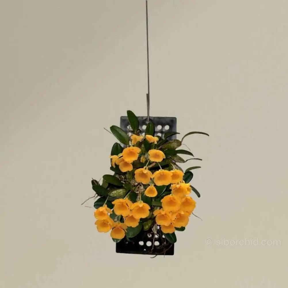 Dendrobium jenkinsii (Big Size) - Dendrobium jenkinsii