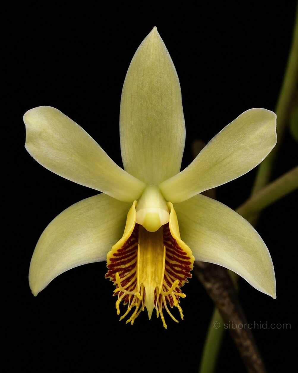 Dendrobium venustum - Dendrobium venustum