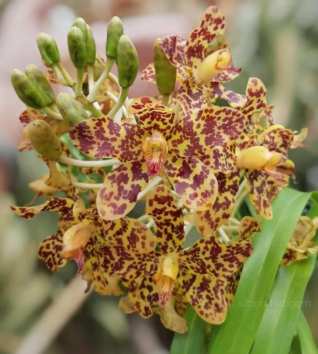 Grammatophyllum