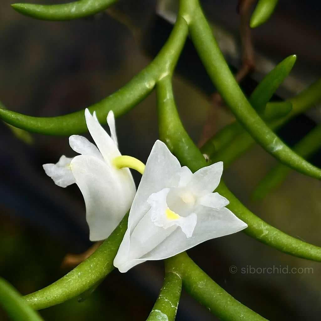 Dendrobium setifolium - Dendrobium setifolium