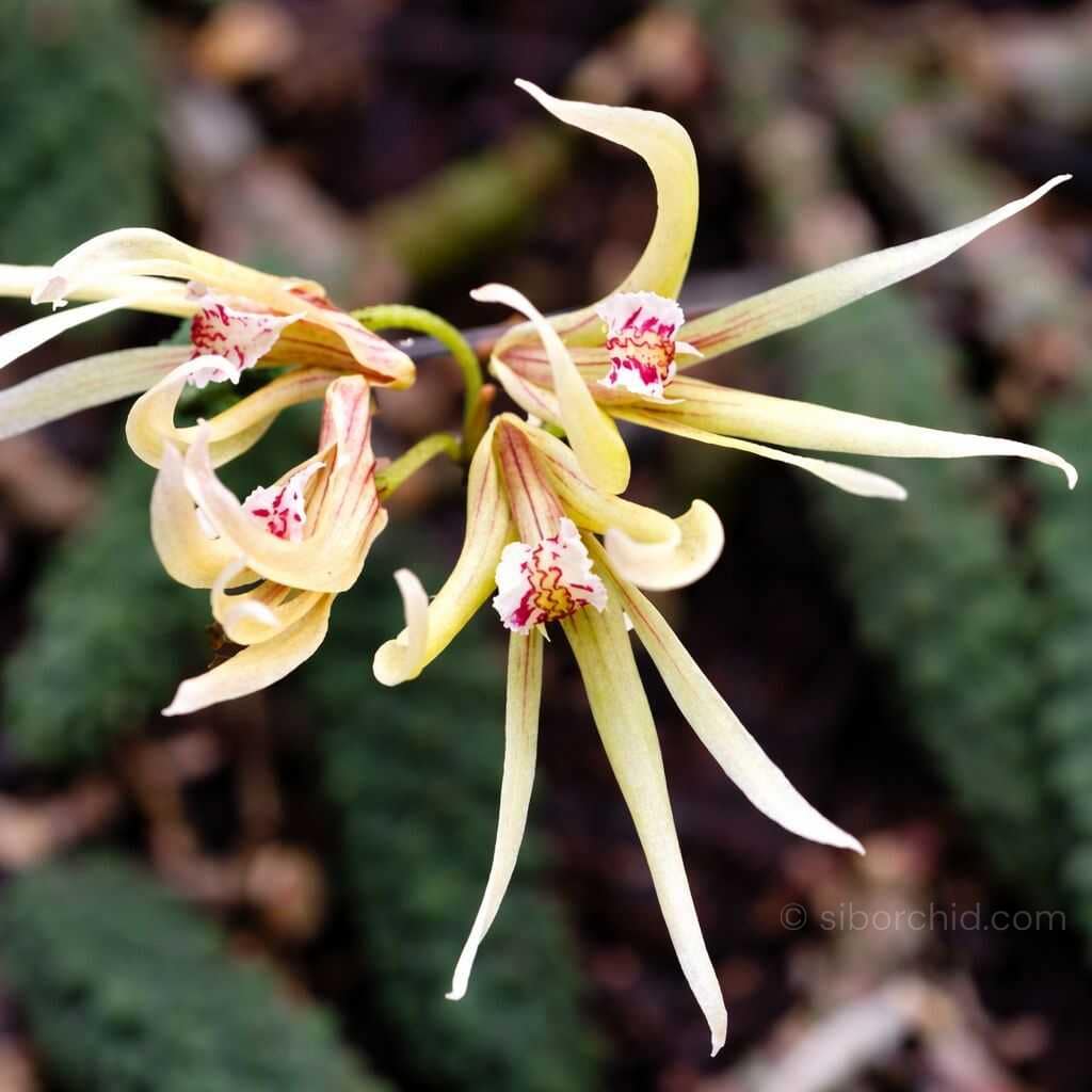 Dendrobium cucumerinum - Dendrobium cucumerinum
