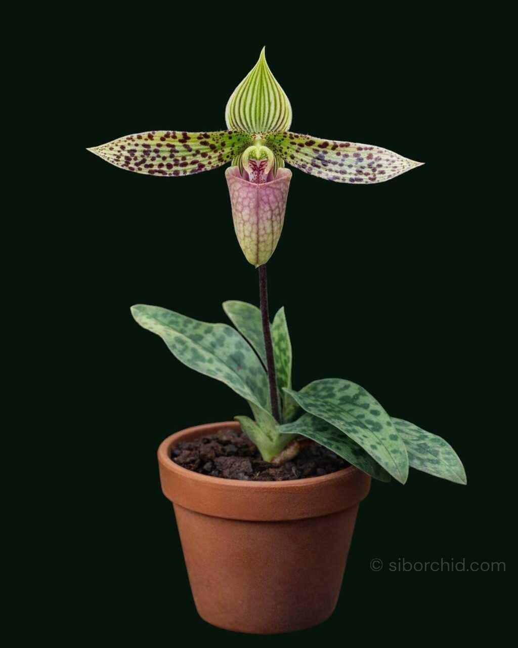 Paphiopedilum sukhakulii - Paphiopedilum sukhakulii