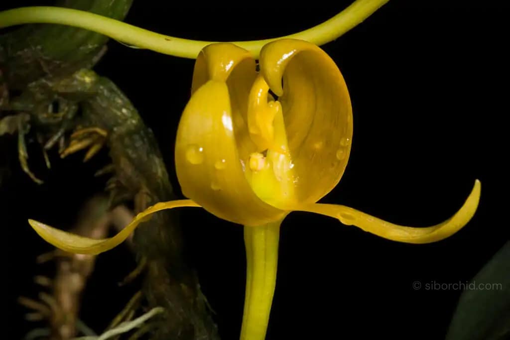Bulbophyllum tollenoniferum - Photo by MOTOHIRO SUNOUCHI