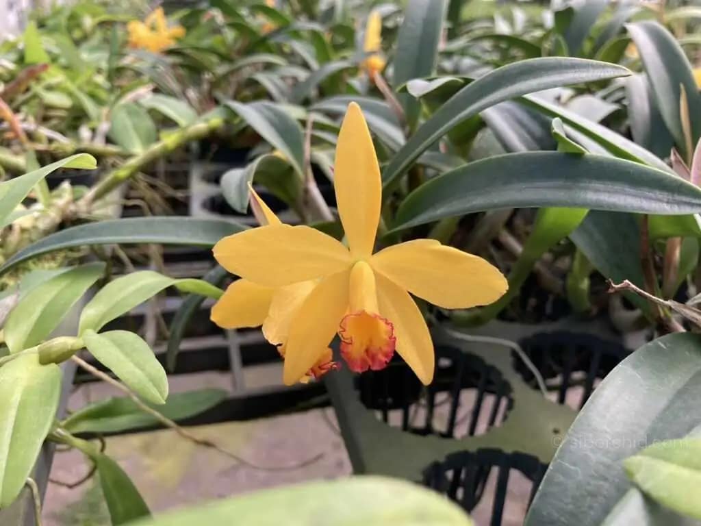 Cattleya Yellow doll - cattleya-yellow-doll/