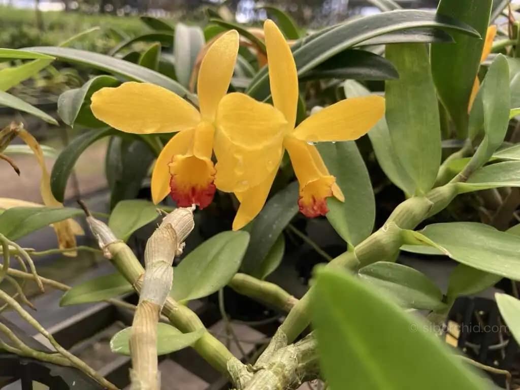 Cattleya Yellow doll - cattleya-yellow-doll/