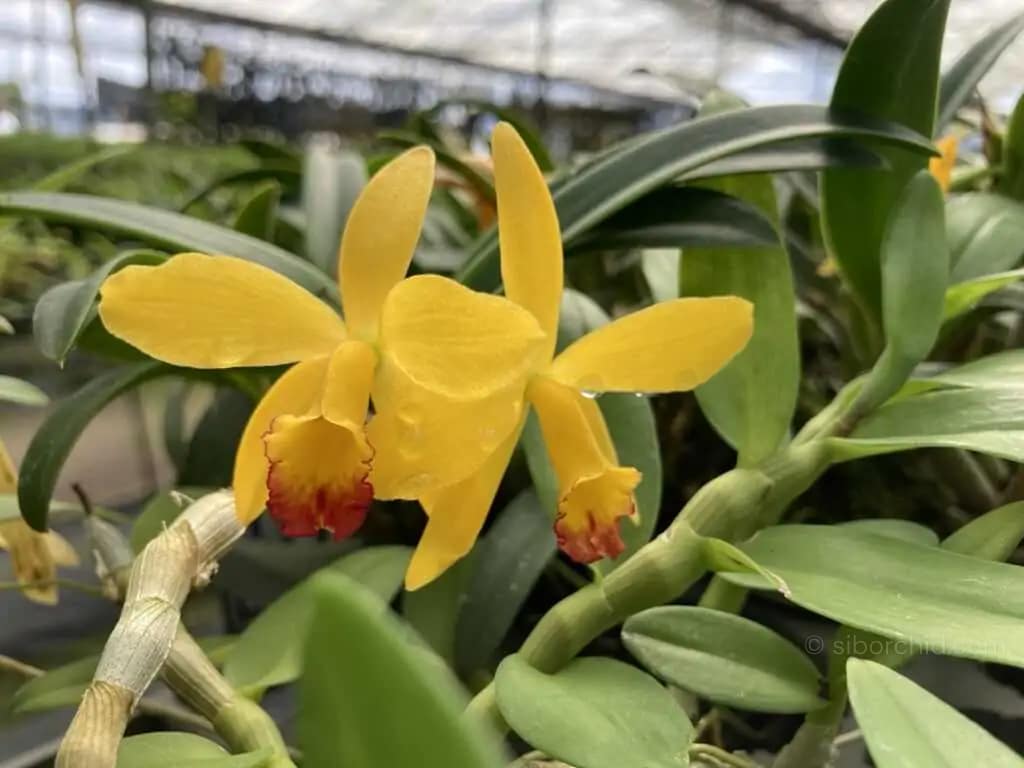 Cattleya Yellow doll - cattleya-yellow-doll/
