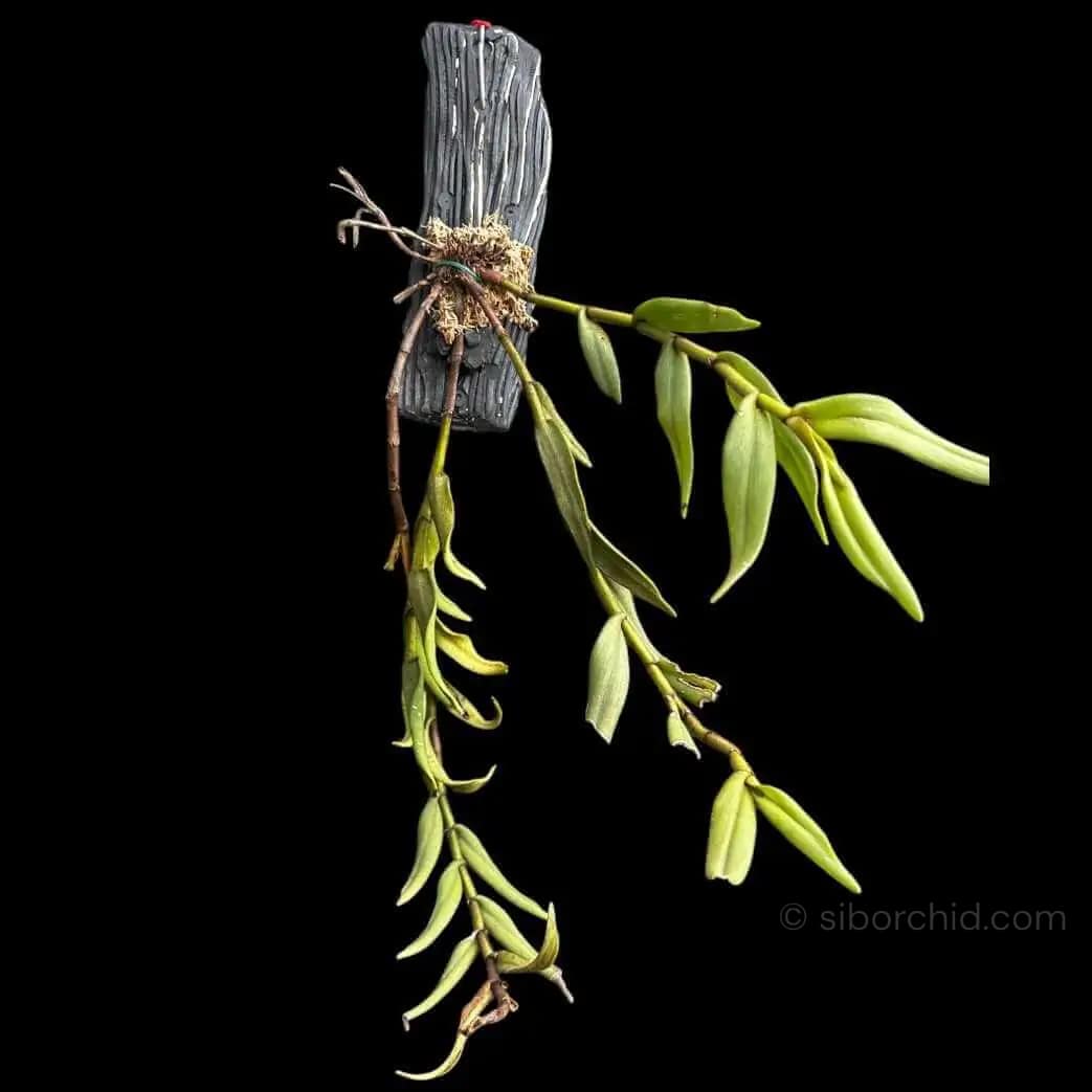 Trichotosia pulvinata - Trichotosia pulvinata