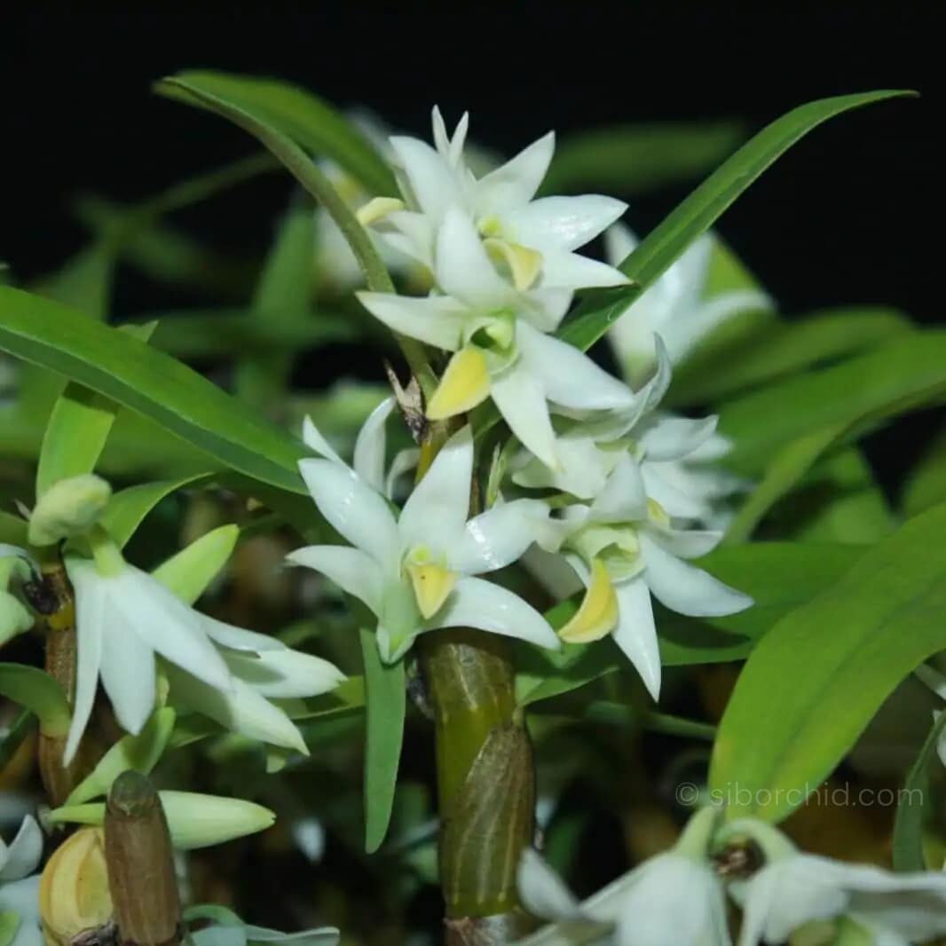 Dendrobium scabrilingue (Medium Size) - Dendrobium scabrilingue