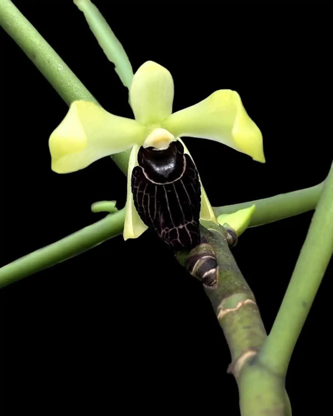 Luisia thailandica