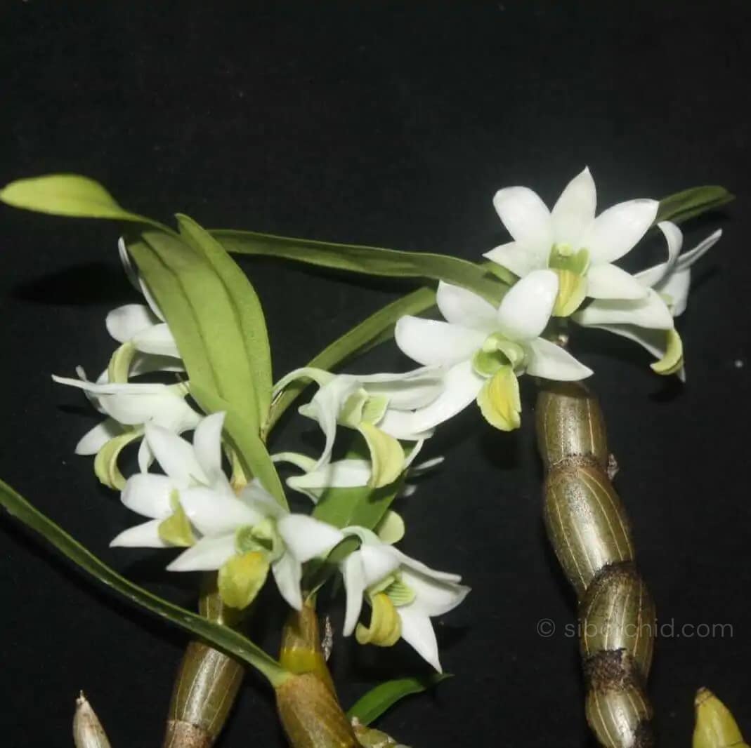 Dendrobium scabrilingue (1" pot) - Dendrobium scabrilingue