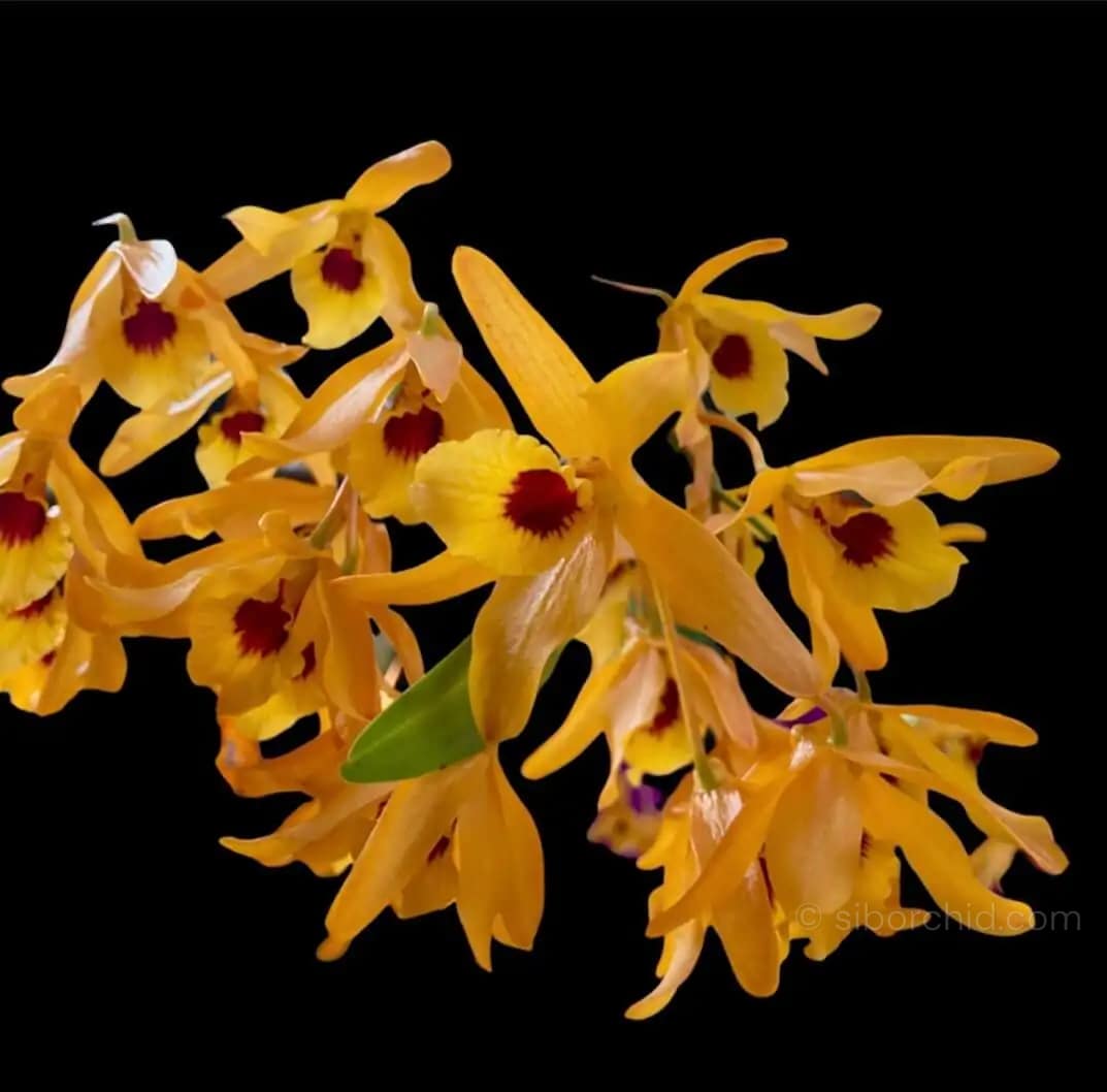 Dendrobium Chanthaboon Sunrise "4N" - dendrobium chanthaboon sunrise Dendrobium lamyaiae × Dendrobium friedericksianum