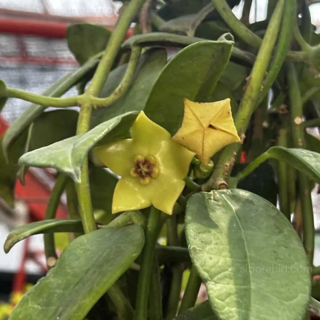 Hoya Ruthie - Hoya Ruthie - Image 2