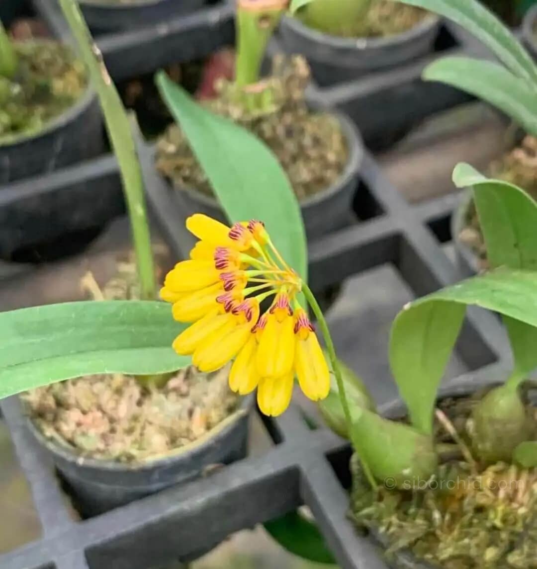Bulbophyllum retusiusculum - bulbophyllum retusiusculum